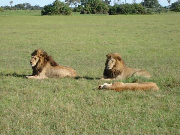 Lions at Rest
