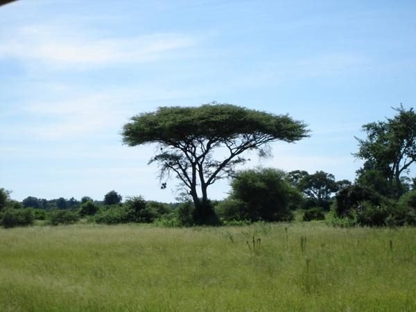 Tree of Africa