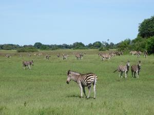 A Field of Zebras
