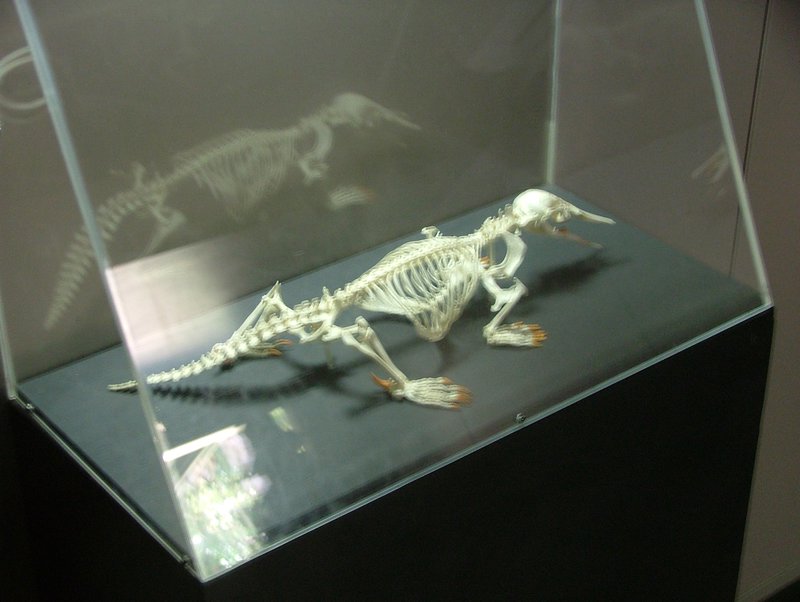 Skeleton of a platypus