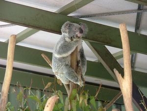 Another Koala