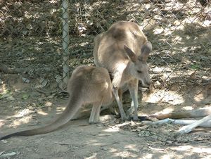 Joey drinking from its mommy