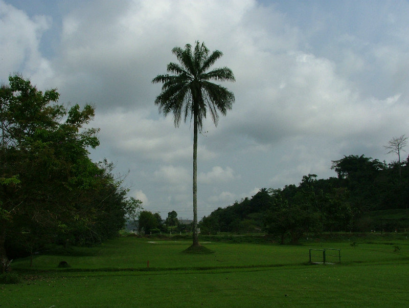 11. Palm tree on the Golf Course