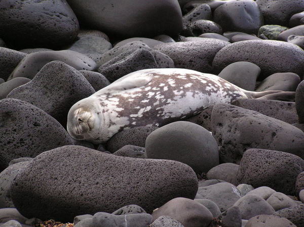Snoozing Weddell Seal