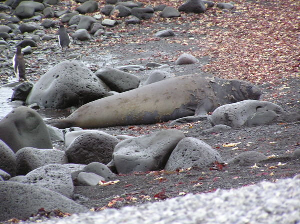 Molting Seal