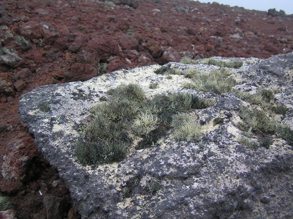 Volcanic Rock and Lichen