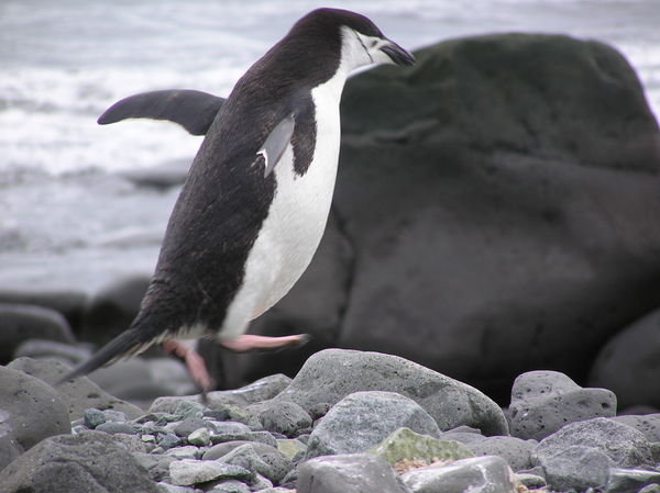 Stubby Legs and All... Penguins Can Jump!