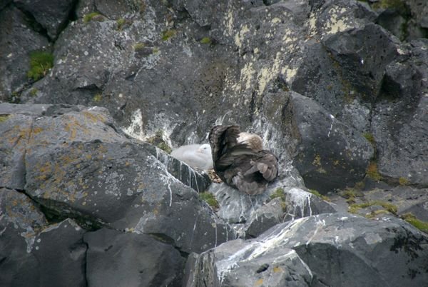 Southern Giant Petrel with Chick