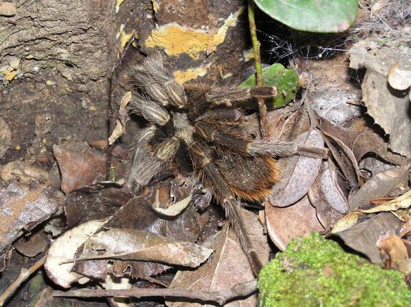 Araña Pollito (Chicken Spider)