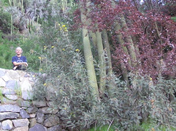 Amidst the Cacti and Foliage