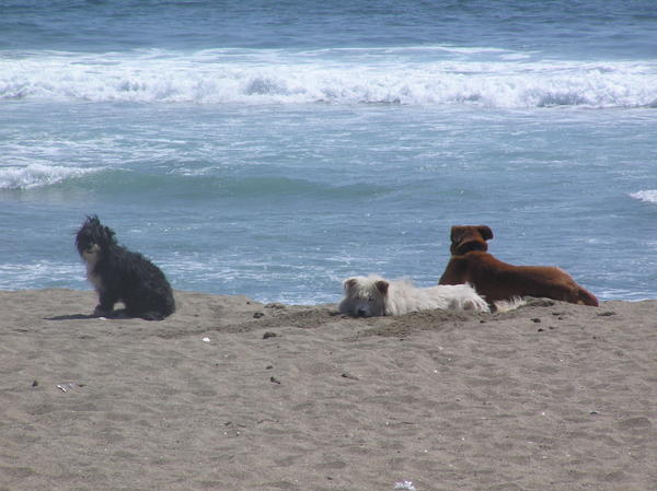 Beach bum version of the Chilean stray dogs