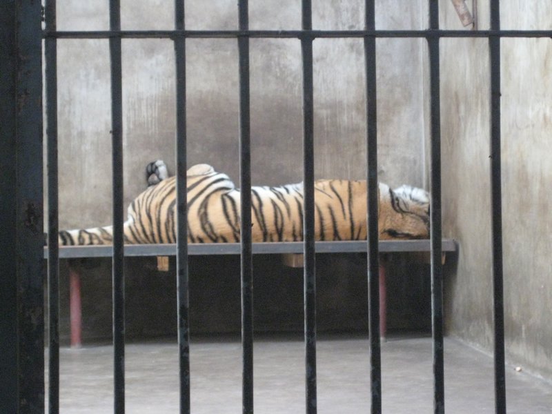 Sad cages