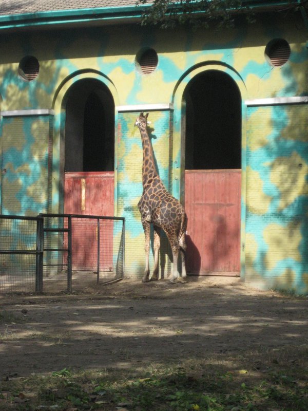 This giraffe was licking the wall the whole time