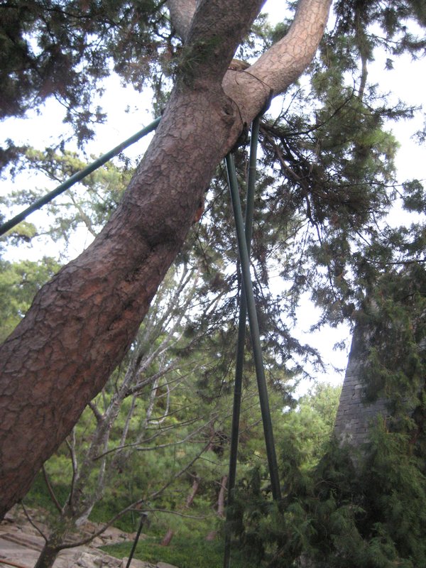 Many trees had these supports