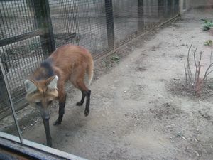 Weird fox thing