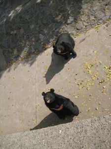 Bears hoping for some scraps