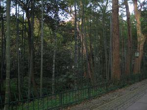 Yun Qi bamboo path
