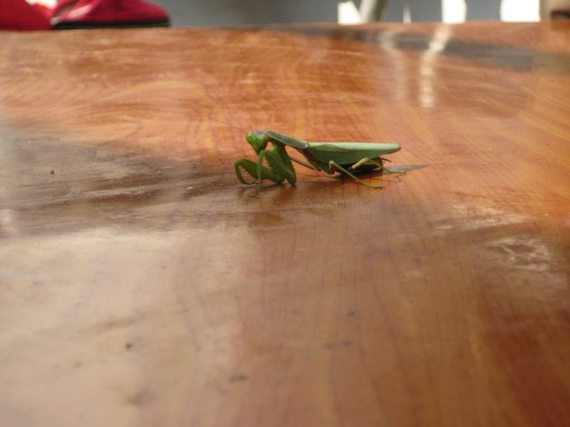 Our mantis friend
