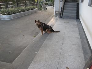 Museum guard dog