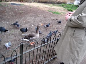 These birds will eat food right out of you hand