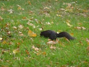 Weird black squirrel that we saw.