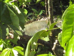 iguana grande