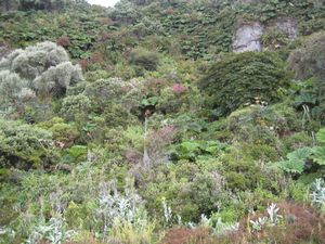 vegetation on the volcano