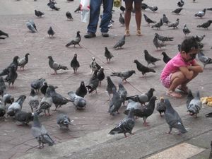 Little girl playing with pigeons 