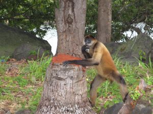we got to feed the monkeys on one of the islands!