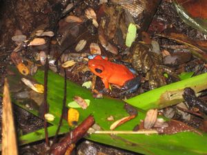 another poison dart frog, so tiny!