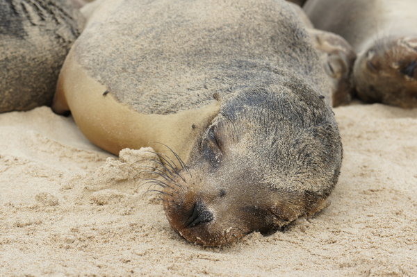 We came to the conclusion that Sea lions are the laziest of all Galapagos animals