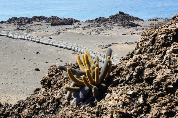 A Lava Cactus on Isla Bartolome