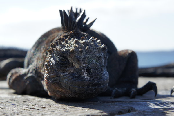 A Marine iguana on Isla Bartolome. A dinosaur-like creature that can swim