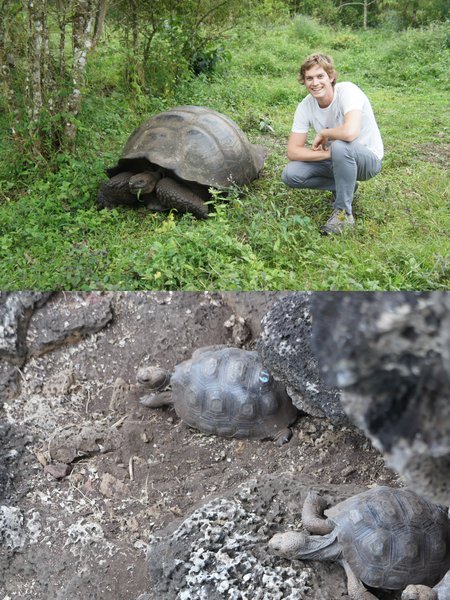Berni with a shy Giant tortoise on South Seymour