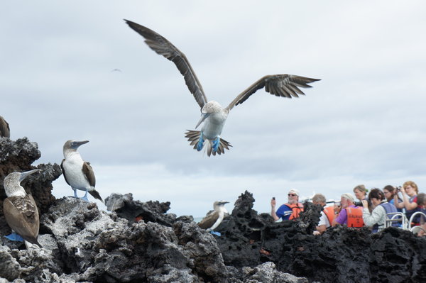 A Blue-footed boobie in flight. One of the most interesting birds in the Galapagos