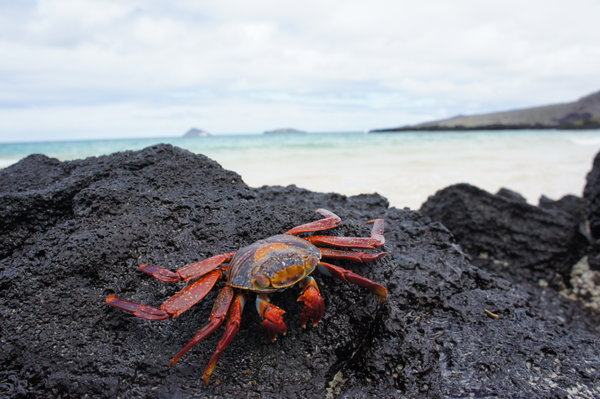 A Sally lightfoot crab on Isla Floreana