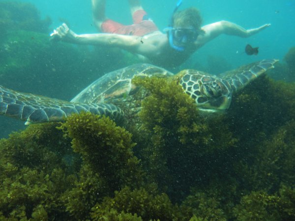 Berni swimming with a Sea Turtle - photo by Yasmain