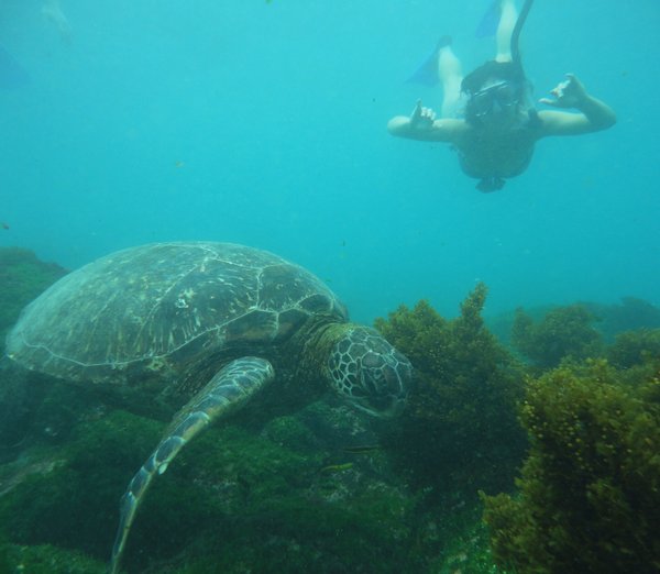 Me swimming with a Sea turtle - photo by Yasmani