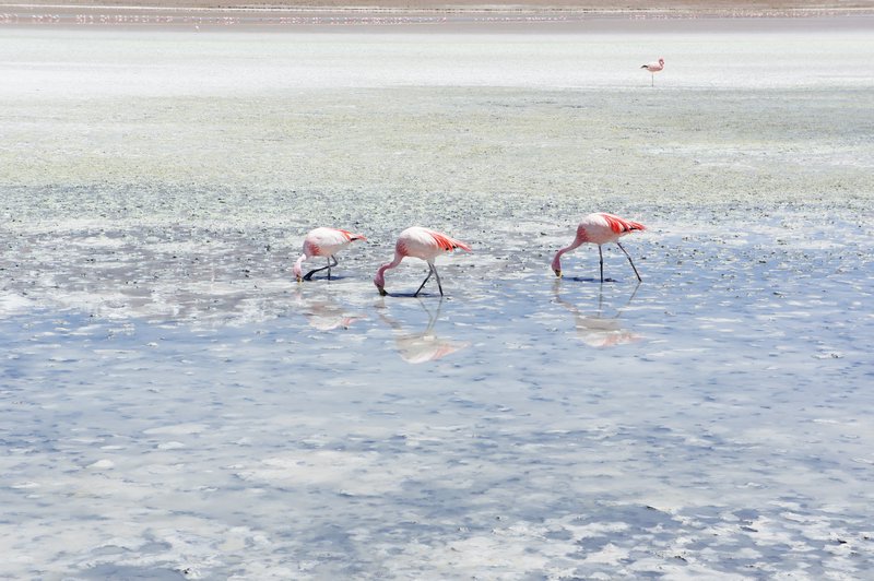 Pink flamingos of Salar de Uyuni 