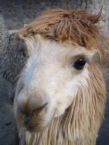 alpaca with a fringe on top