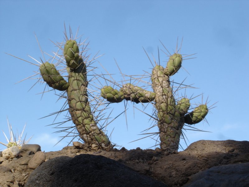 these cacti are 150cms tall