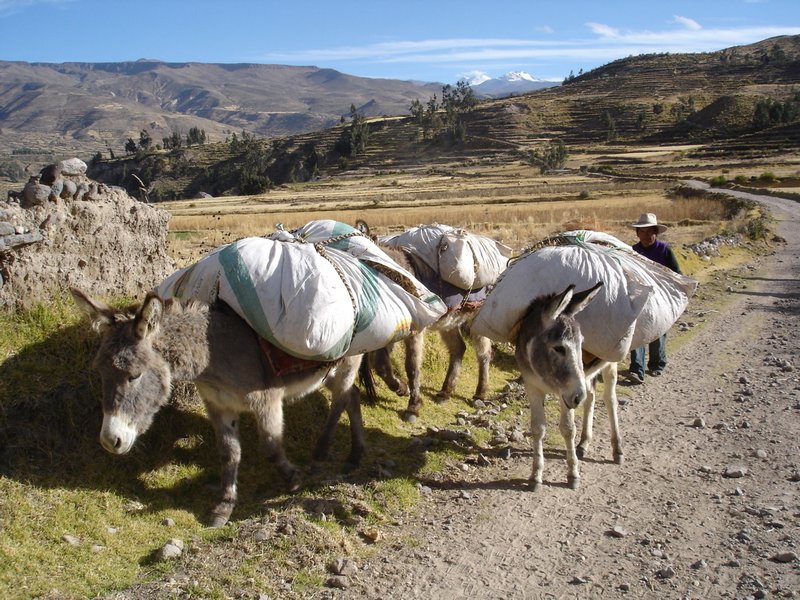 rural life in Colca Valley