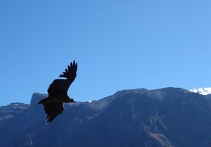 and the condors arrive; this is a young one