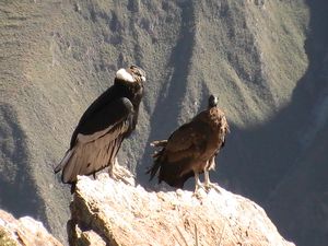 condors, young and old