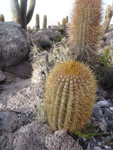 little cacti grow into giants