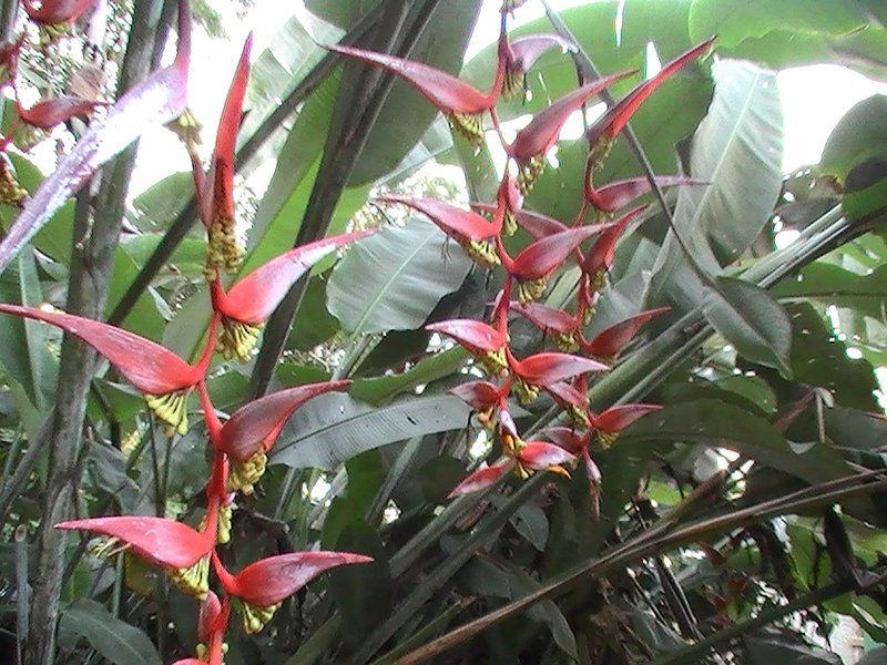 heliconia, red, yellow and green, the colours of Bolivia