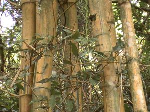 bamboo is native to Brazil