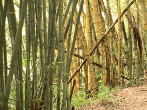 bamboo, as if you didn't know