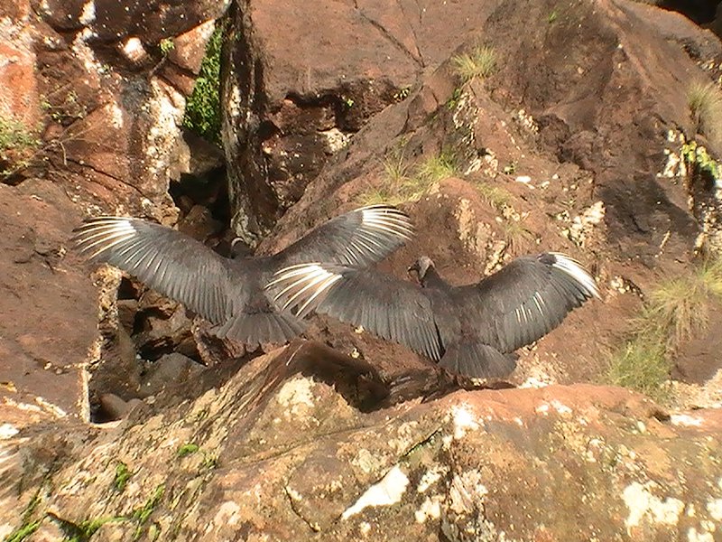 vultures, very common and often seen in large groups