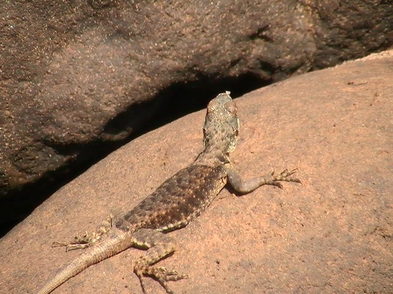 little lizard on a rock